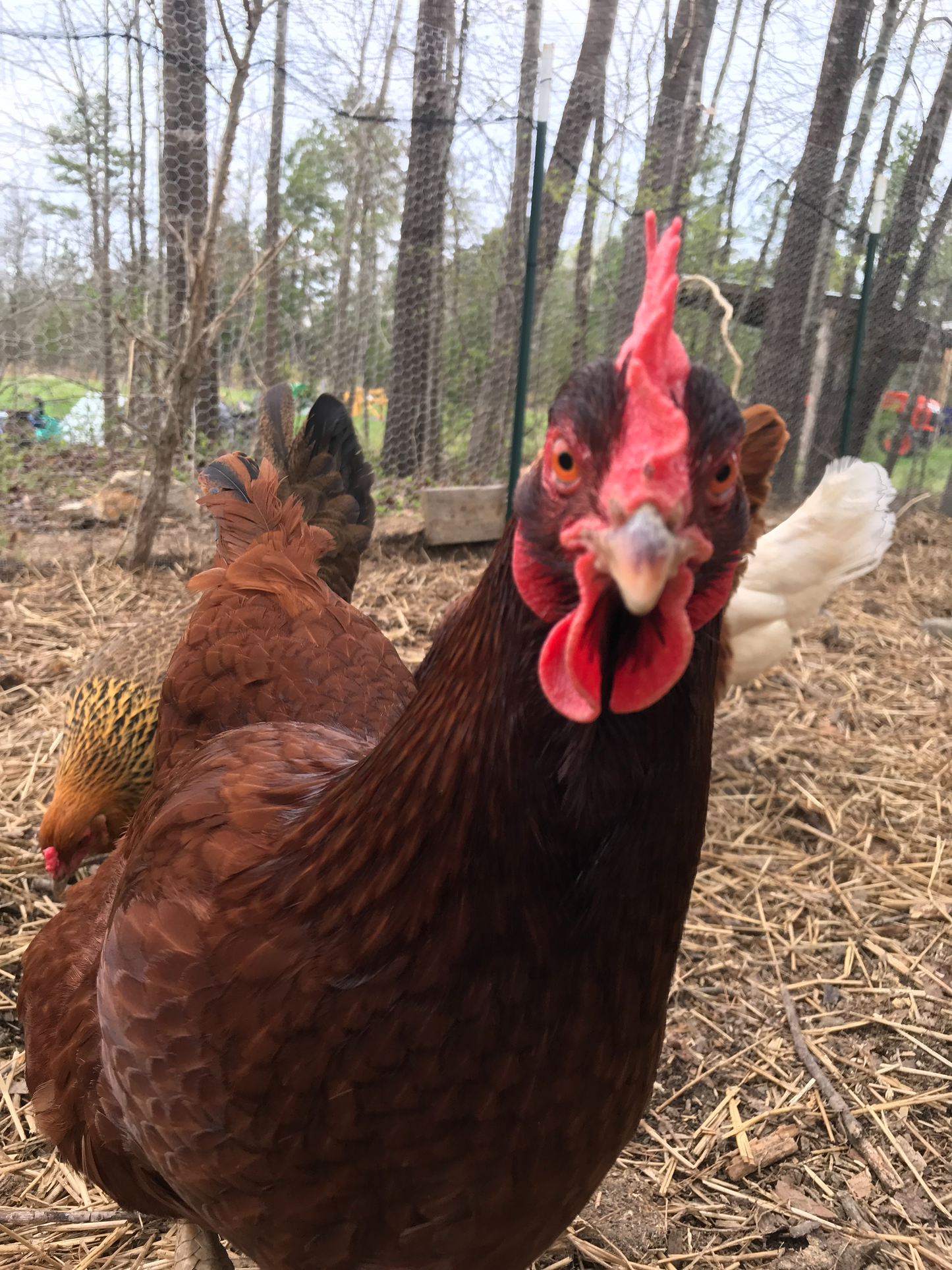 Benevolence Farm Eggs