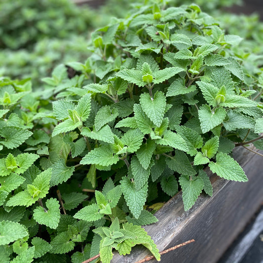 Dried Herbs - Loose Catnip